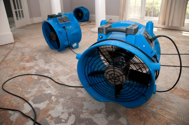 Best Mold removal after water damage  in Lucedale, MS